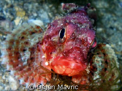Scorpionfish portrait during a night dive. She cought and... by Dejan Mavric 